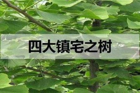四大镇宅之树是哪四款风水树