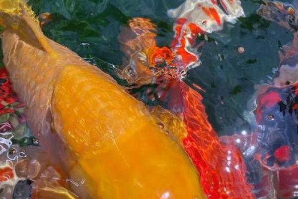锦鲤风水_锦鲤养13条是什么意思