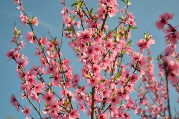 【测试】春天到了，你的桃花会开吗？