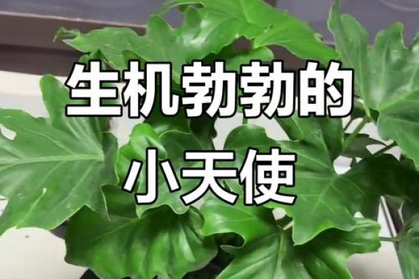 风水五行缺土怎么补土最旺摆放植物可以吗