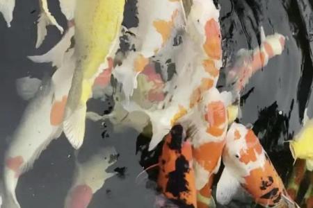 锦鲤风水_锦鲤养13条是什么意思