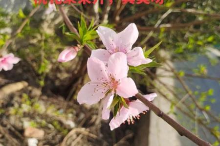 【测试】春天到了，你的桃花会开吗？