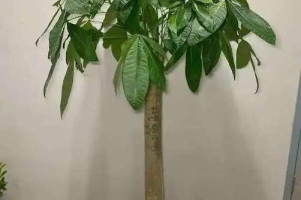 风水：家家都有财位，住宅财位该如何布置，才能更好的旺财？