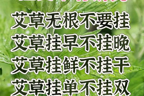 风水解答为什么不应该将艾草作为礼物送给别人