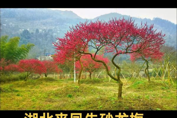 风水上家里可不可以养梅花