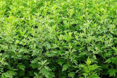 风水解答为什么不应该将艾草作为礼物送给别人