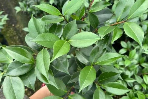 种茶花的风水