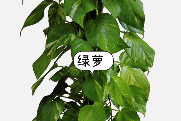 院子的风水_风水庭院种什么花好