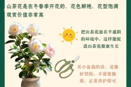 种茶花的风水