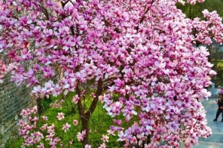 院子的风水_风水庭院种什么花好