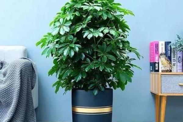 家庭绿植风水 家庭绿植风水好