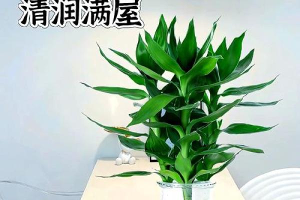 观音竹摆放禁忌是什么 观音竹摆放有哪些禁忌