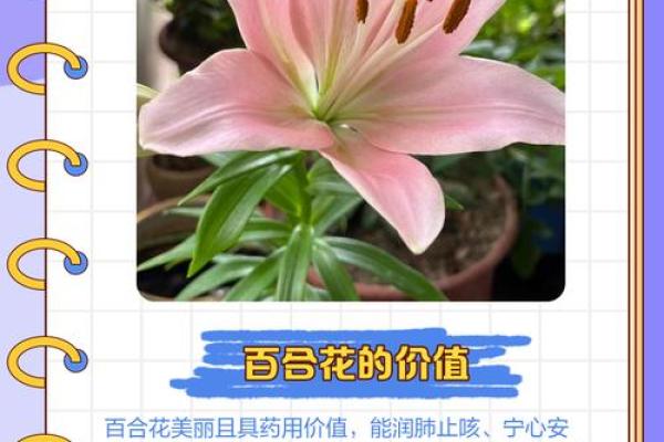 百合姓名配对 名字百合的意思？