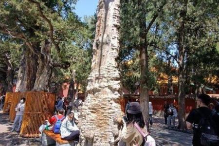 风水学说_北京故宫御花园种了好多柏树