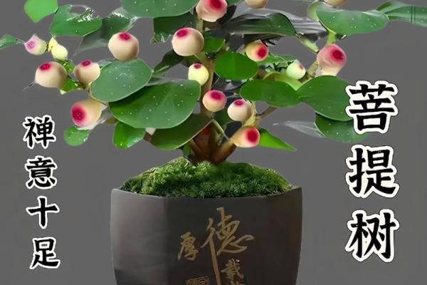 菩提树与家的风水