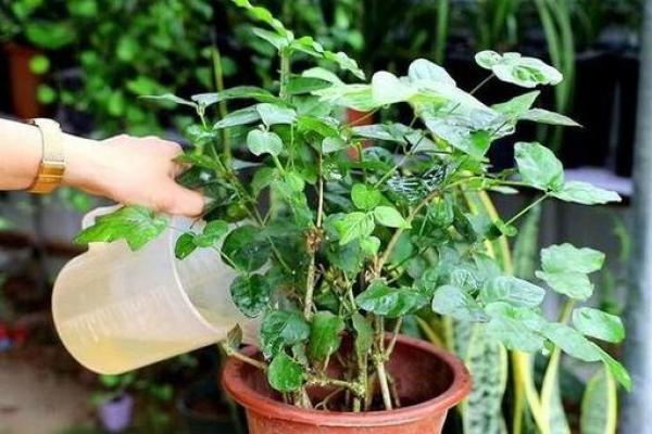 白掌风水攻略