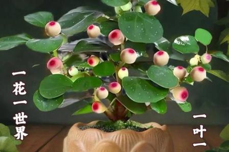 菩提树与家的风水