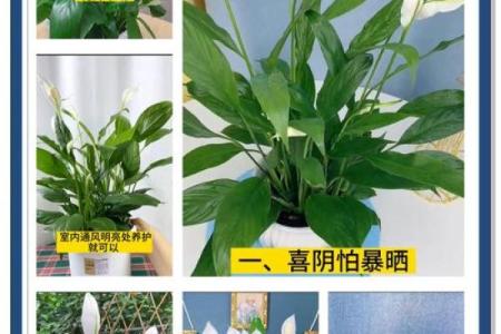 白掌风水攻略