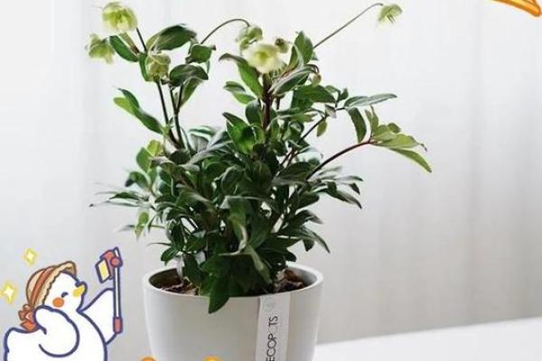 3月5日生日花语：绿菟葵，3月5日是什么星座？