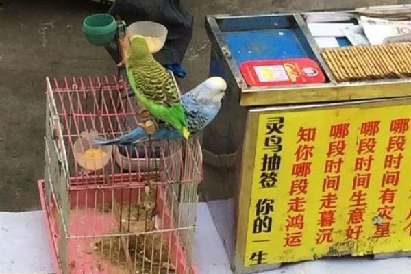鸟儿算命图片大全