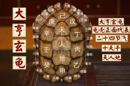 风水乌龟壳的功效与作用