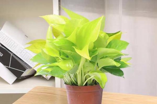 阳台风水：风水改运改命旺事业