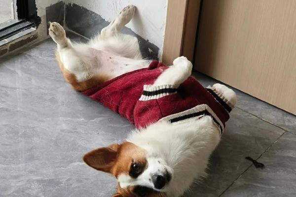 狗八字腿