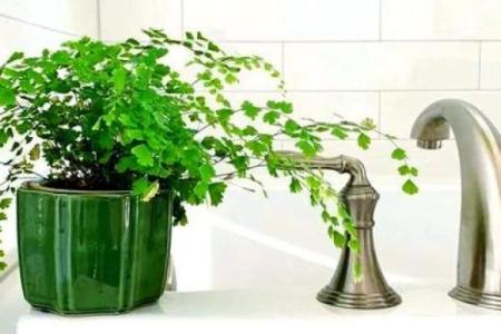 风水学用什么植物打扫房子