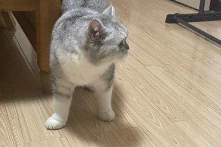 狗八字腿