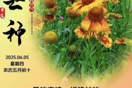 2024年芒种的财神方位在哪？芒种节气的三个物候现象