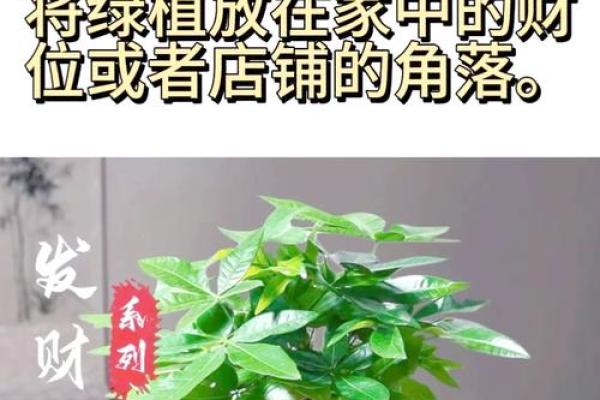 风水开运 木命男人如何旺财