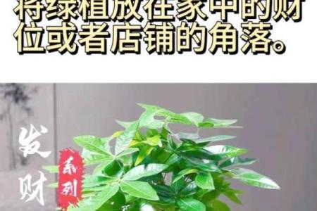 风水开运 木命男人如何旺财