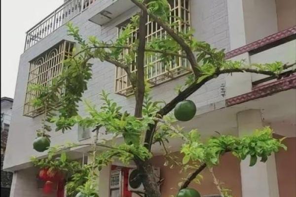 房子屋顶能种柚子树吗风水