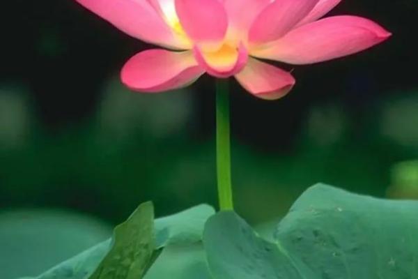 紫薇别走]巨蟹座-七世轮回换来今生的福报