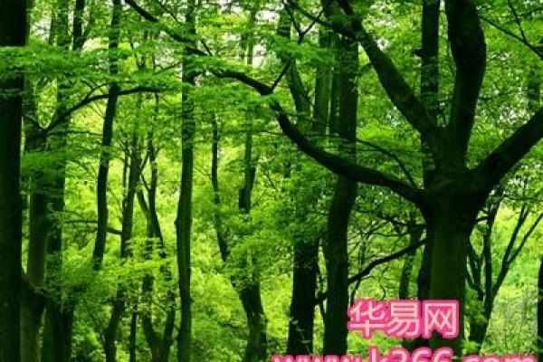 算命树的说法