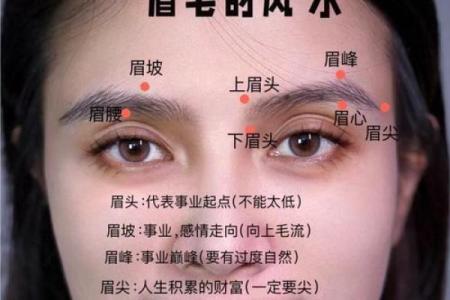 眉毛很浅在面相算命中是怎么说