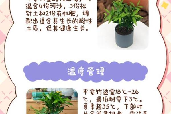 平安竹的风水作用