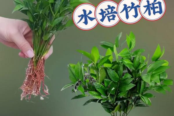 平安竹的风水作用
