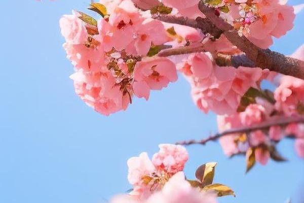 办公室女性招桃花运风水布局 用了桃花运简直不要太好