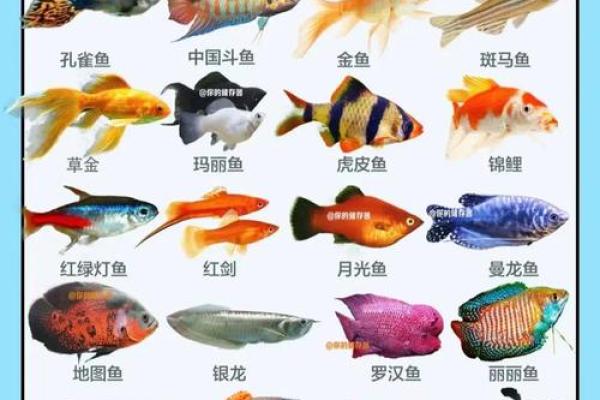 风水角度鱼从鱼缸里跳出来有什么寓意预兆