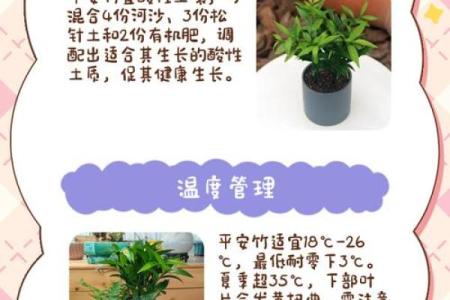 平安竹的风水作用