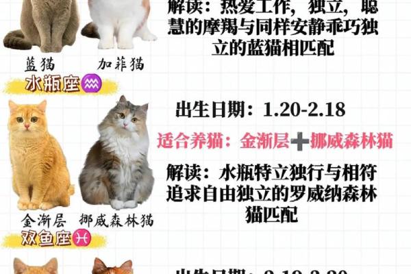 所有星座适合养什么样的猫