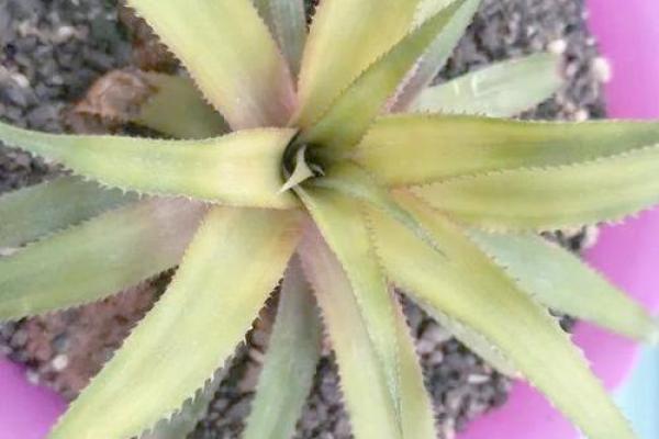 家居风水如何在家里种植菠萝为家庭带来好运