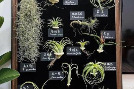 家居风水如何在家里种植菠萝为家庭带来好运