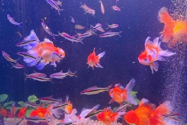 鱼缸里随便养几条鱼就算是风水鱼吗？