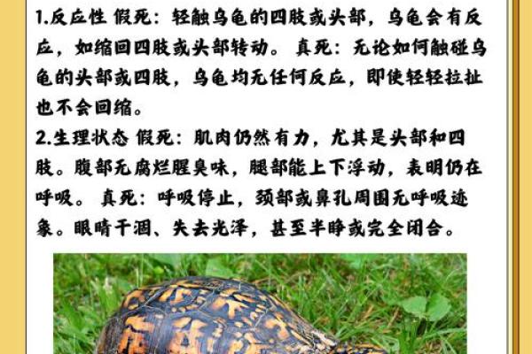 风水上养龟为什么不能养双,有这说法吗- 风水上养龟为什么不能养双,有这说法吗-