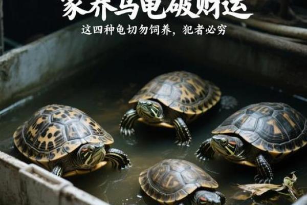 风水上养龟为什么不能养双,有这说法吗- 风水上养龟为什么不能养双,有这说法吗-