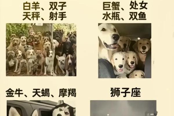 狮子座的绝配星座是什么座